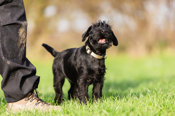 standard schnauzer puppy sits beside a person and yelps