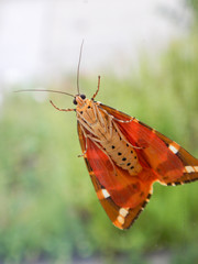 Macro about backside of a butterfly on the window