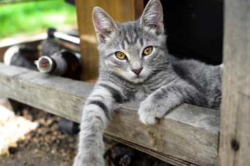 Naklejka na ściany i meble Portrait of a relaxed gray kitten lying under the table