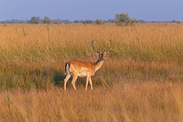 Naklejka na ściany i meble view on spotted deer standing in field