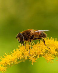 bee on a yellow flower