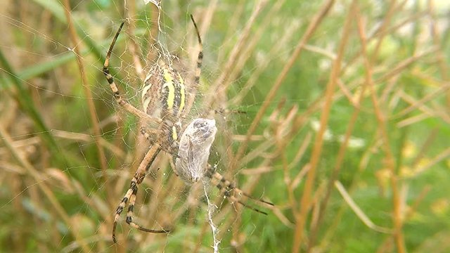 wasp spider in its web with wrapped victim
