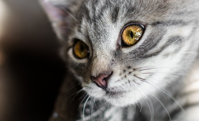 Close portrait of a kitten with bright yellow eyes in warm colors