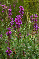 Purple loosestrife flowers 