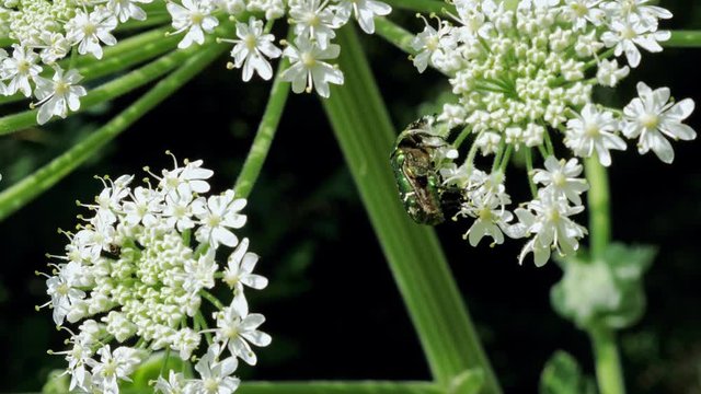 Green rose chafer beetle (Cetonia aurata) feeds on the inflorescence of hogweed (Heracleum). Close up.