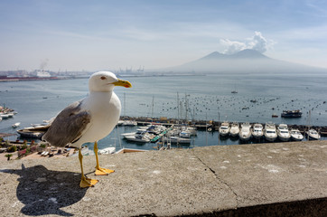 Widok na Wezuwiusza z portu w Neapolu z mewą na pierwszym planie - obrazy, fototapety, plakaty