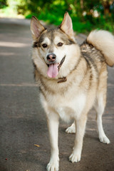 Happy husky portrait on green leaves background. Dog outdoors.
