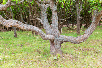 old low growing oak tree in the dune landscape of Zeeland, Netherlands