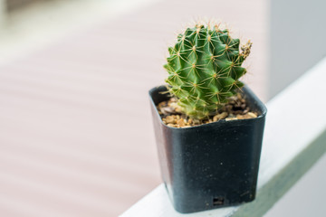 cactus in mini pot put on the round terrace in the house