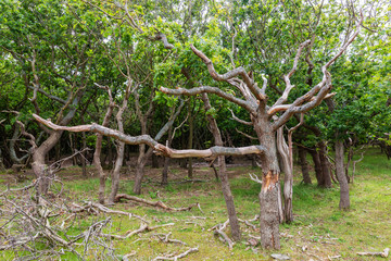 low grown oak trees in the dune landscape of Zeeland, Netherlands