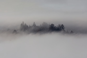 Nebel und Bäume Herbstimpression