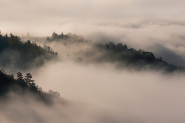 Fototapeta premium Nebellandschaft Bäume im Nebel