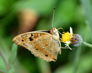 Close up of a butterfly on a flower