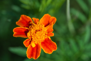 マリーゴールド