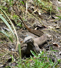 Large monitor lizard in parkland