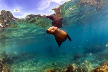 Foto op Canvas zeeleeuwzeehond onder water tijdens het duiken op de Galapagos © Andrea Izzotti