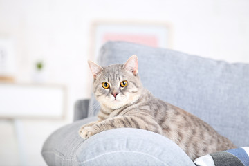 Beautiful cat lying on grey sofa