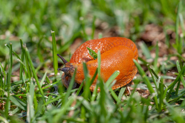close-up of a brown slug in the grass
