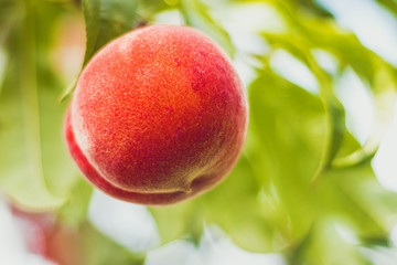 Peach (detail of fruit) on tree, green leaves around, shining through clear sky