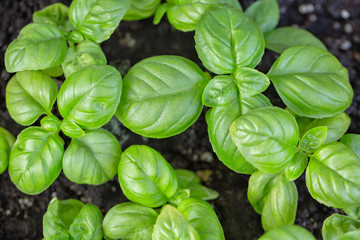 Young basil in a ceramic terracotta pot