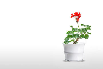 Beautiful Geranium houseplant in flower pot. Isolated on color background