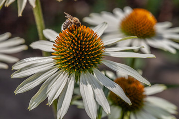 a bee on a white blooming coneflower (echinacea)