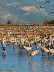 A flock of gray cranes on the lake in the morning sun. Israel
