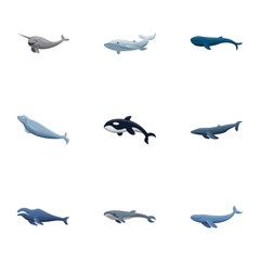 Mammal whale icon set. Cartoon set of 9 mammal whale vector icons for web design isolated on white background