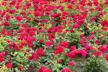 garden bed planted with red roses
