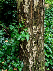 OLYMPUS DIGITAL CAMERA - PARK