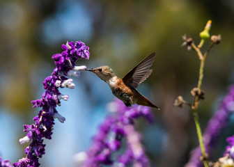 Allen's Hummingbird (Selasphorus sasin) Feeding in Flight