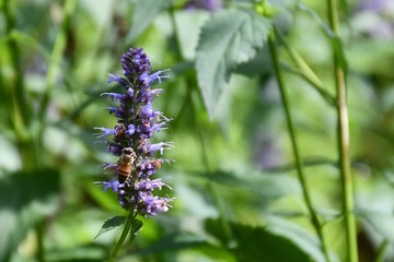 une abeille sur une fleur