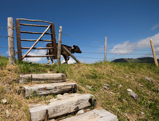stairway to heaven / gate with cattle