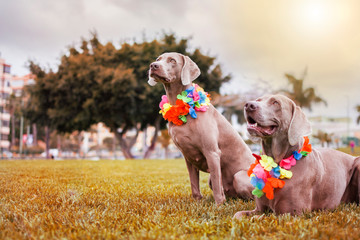 two sister dogs, of Weimaraner breed, with Hawaiian collars, sitting on the grass of the park.