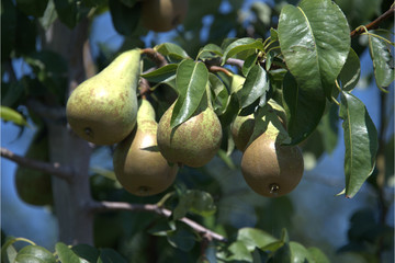 Birnen am Baum