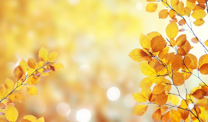 Vibrant fall foliage