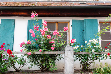 Fototapeta na wymiar climbing roses in front of an old cottage