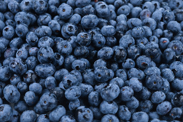 Fototapeta na wymiar Fresh blueberry background. Texture blueberry berries close up.