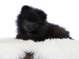Cute Kleinspitz puppy portrait. The pup is 10 weeks old. Image taken in a studio with white background.