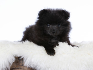 Obraz premium Cute Kleinspitz puppy portrait. The pup is 10 weeks old. Image taken in a studio with white background.