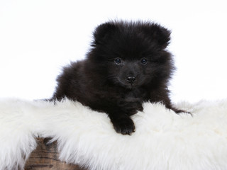 Cute Kleinspitz puppy portrait. The pup is 10 weeks old. Image taken in a studio with white background.