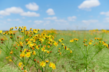 Fototapeta premium Wild grass with yellow flowers - beautiful summer landscape