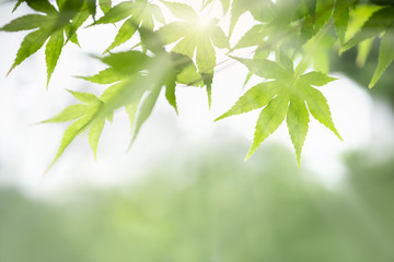 Close up of nature view green maple leaf on blurred greenery background under sunlight with bokeh and copy space using as background natural plants landscape, ecology wallpaper concept.