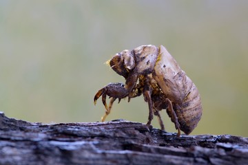 An empty Cicada husk attached to tree bark, emphasizing the light and various colors of the exoskeleton with smooth green nature in the background.