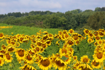 Obraz premium Beautiful summer nature background. Scenic rural summer landscape with cloudy blue sky over field of sunflowers in shallow depth of field. Agriculture, agronomy and farming concept. 