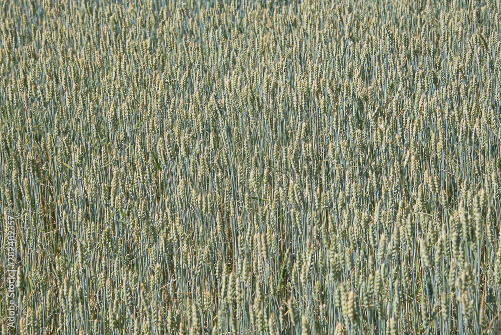 Wall mural a field of ripening, green wheat.