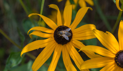 Biene auf Sonnenhut © bridgebuilding