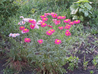 flower. Flowers. Nature.