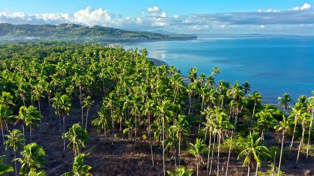 Aerial view of tropical beach with palm trees in Philippines