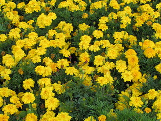 Obraz premium flower. Flowers. Nature.